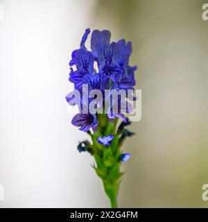 Lavandula multifida, der ägyptische Lavendel, ist eine kleine Pflanze, manchmal auch ein Sträucher, die in den südlichen Regionen des Mittelmeers beheimatet ist Stockfoto