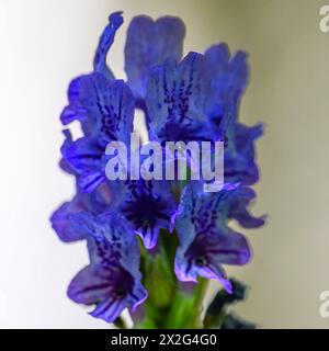 Lavandula multifida, der ägyptische Lavendel, ist eine kleine Pflanze, manchmal auch ein Sträucher, die in den südlichen Regionen des Mittelmeers beheimatet ist Stockfoto