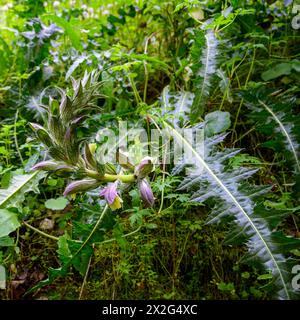 Acanthus syriacus (Syn. Acanthus hirsutus subsp. Syriacus) aus dem östlichen Mittelmeerraum gebräuchliche Namen sind Acanthus Bärenhose und Stockfoto