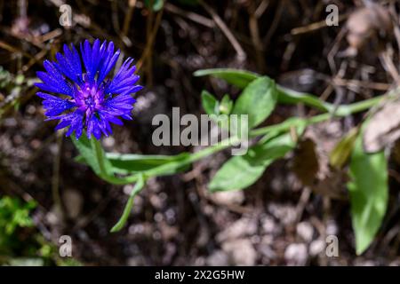 Centaurea cyanoides syrische Kornblumendistel, Knapweed يمرور ازرق fotografiert im März in Untergaliläa, Israel Stockfoto