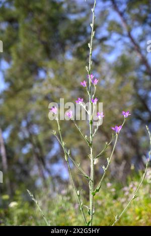 Campanula rapunculus, Rampion bellflower, ورد الجرس fotografiert in Untergaliläa, Israel im März Campanula rapunculus, gebräuchlicher Name rampion bellf Stockfoto