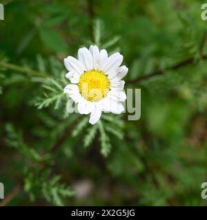 Anthemis chia Anthemis ist eine Gattung aromatischer blühender Pflanzen aus der Familie Asteraceae, die eng mit Chamaemelum verwandt ist und wie diese Gattung auch bekannt ist Stockfoto