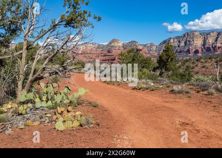 Kaktuskaktus, der entlang eines Wanderwegs und Geländewagenpfads in den roten Felsformationen rund um Sedona, Arizona, wächst Stockfoto