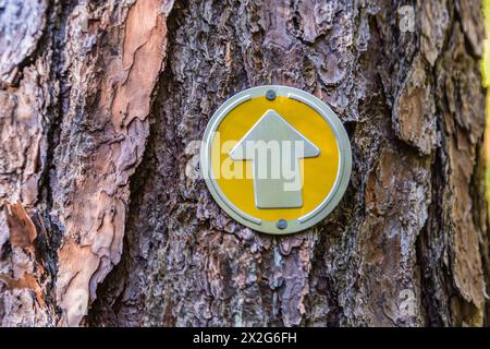 Gelber Blaze-Trail entlang des Wanderweges Trail of the Southern Pines im Paul B. Johnson State Park in der Nähe von Hattiesburg, Mississippi Stockfoto