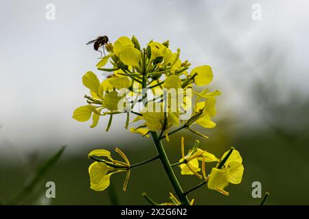 Nahaufnahme einer Biene, die eine gelbe Blume einer charlock Rhamphospermum arvense besucht, (syns. Brassica arvensis und Sinapis arvensis) den charlock-Senf, Stockfoto