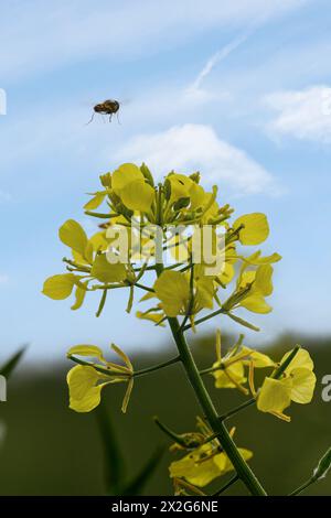 Nahaufnahme einer Biene, die eine gelbe Blume einer charlock Rhamphospermum arvense besucht, (syns. Brassica arvensis und Sinapis arvensis) den charlock-Senf, Stockfoto