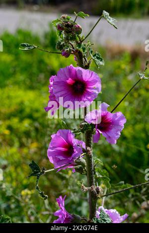 Rosafarbene Blüten und Knospen des blonden Hollyhock (Alcea setosa) خطميه, fotografiert im März in Untergaliläa, Israel Stockfoto