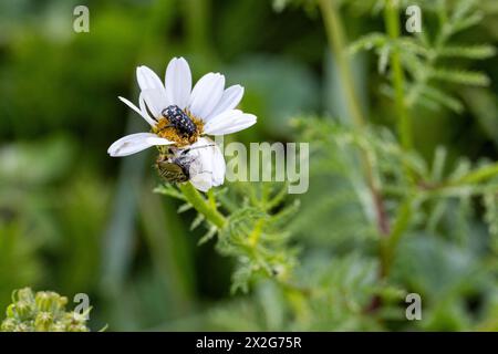 Insekten auf einer weißen und gelben Anthemis Chia Blume Anthemis ist eine Gattung aromatisch blühender Pflanzen aus der Familie der Asteraceae, die eng mit Chama verwandt ist Stockfoto