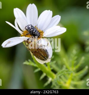 Insekten auf einer weißen und gelben Anthemis Chia Blume Anthemis ist eine Gattung aromatisch blühender Pflanzen aus der Familie der Asteraceae, die eng mit Chama verwandt ist Stockfoto