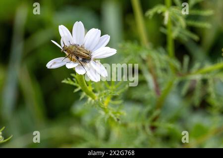 Insekten auf einer weißen und gelben Anthemis Chia Blume Anthemis ist eine Gattung aromatisch blühender Pflanzen aus der Familie der Asteraceae, die eng mit Chama verwandt ist Stockfoto