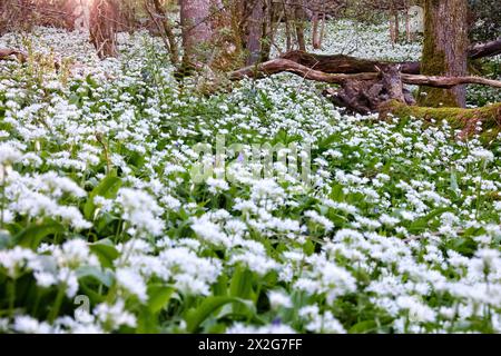 Doddiscombsleigh, Devon, Großbritannien. April 2024. Teppich aus wildem Knoblauch in der Blüte. Hinweis: Nidpor/Alamy Live News Stockfoto