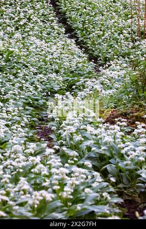 Doddiscombsleigh, Devon, Großbritannien. April 2024. Teppich aus wildem Knoblauch in der Blüte. Hinweis: Nidpor/Alamy Live News Stockfoto