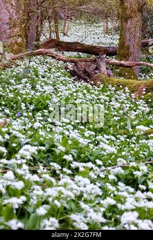 Doddiscombsleigh, Devon, Großbritannien. April 2024. Teppich aus wildem Knoblauch in der Blüte. Hinweis: Nidpor/Alamy Live News Stockfoto