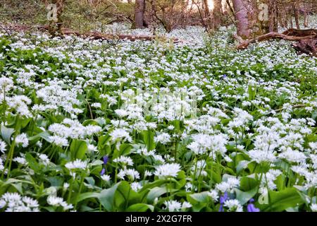 Doddiscombsleigh, Devon, Großbritannien. April 2024. Teppich aus wildem Knoblauch in der Blüte. Hinweis: Nidpor/Alamy Live News Stockfoto