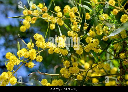 Gelbe Blüten einer Acacia saligna, allgemein bekannt unter verschiedenen Namen, darunter Coojong, goldener Kranz-Wattle, orangefarbener Wattle, blaublättriger Wattle, Weste Stockfoto