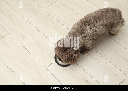 Niedlicher Maltipoo-Hund, der aus seiner Schüssel auf dem Boden isst, über der Ansicht mit Platz für Text. Schönes Haustier Stockfoto