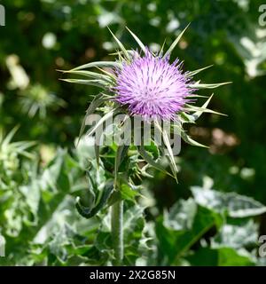 Silybum marianum unsere Lieben-Thistle, Heilige Thistle, Milch-Thistle خرفيش الجمالPhotographed im unteren Galiläa, Israel im März Silybum marianum ist ein s Stockfoto