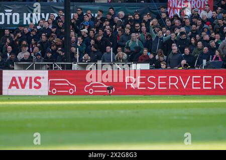 Rotterdam, Niederlande. April 2024. ROTTERDAM, NIEDERLANDE - 21. APRIL: Avis Werbespot Boarding während des TOTO KNVB Cup Endspiels zwischen Feyenoord und NEC im Stadion Feyenoord am 21. April 2024 in Rotterdam, Niederlande. (Foto von Joris Verwijst/Orange Pictures) Credit: Orange Pics BV/Alamy Live News Stockfoto