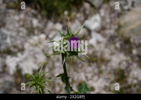 Silybum marianum unsere Lieben-Thistle, Heilige Thistle, Milch-Thistle خرفيش الجمالPhotographed im unteren Galiläa, Israel im März Silybum marianum ist ein s Stockfoto