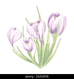 Krokusstrauß. Aquarellblumen in lila Farben. Isolierte handgezeichnete Illustration der Frühlingssafranblüte. Wiese wilde Kräuter. Botanische Zeichnung Stockfoto