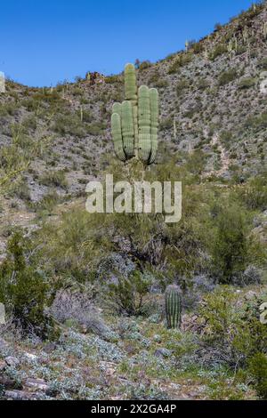 Saguaro-Kakteen entlang des Piestewa Peak Trail im Phoenix Mountains Preserve auf der Nordseite von Phoenix, Arizona Stockfoto