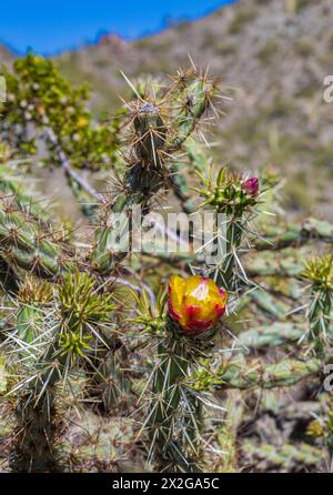 Cholla-Kakteen blühen entlang des Piestewa Peak Trail im Phoenix Mountains Preserve auf der Nordseite von Phoenix, Arizona Stockfoto