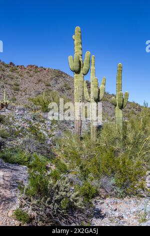 Saguaro Kakteen entlang des Piestewa Nature Trail im Phoenix Mountains Preserve auf der Nordseite von Phoenix, Arizona Stockfoto