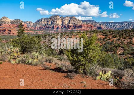 Kaktuskaktus, der entlang eines Wanderwegs und Geländewagenpfads in den roten Felsformationen rund um Sedona, Arizona, wächst Stockfoto