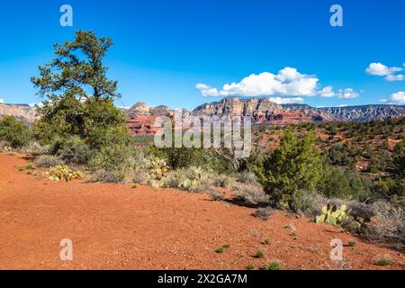 Kaktuskaktus, der entlang eines Wanderwegs und Geländewagenpfads in den roten Felsformationen rund um Sedona, Arizona, wächst Stockfoto