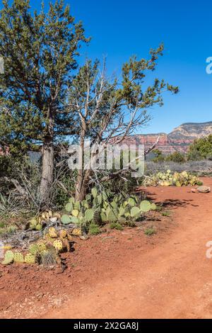 Kaktuskaktus, der entlang eines Wanderwegs und Geländewagenpfads in den roten Felsformationen rund um Sedona, Arizona, wächst Stockfoto