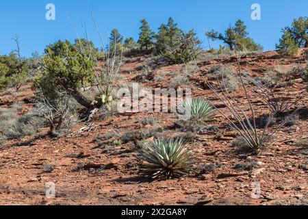 Jahrhundertpflanzen und Ocotillo-Kakteen wachsen entlang eines Wanderweges in Sedona, Arizona Stockfoto