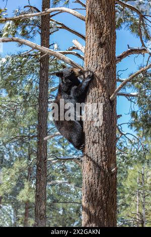 Schwarzbär klettert in einem Baum im Bearizona Drive-through Wildlife Park in Williams, Arizona Stockfoto