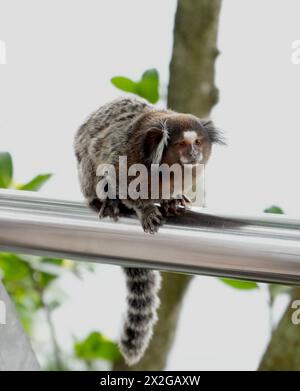 Ein schwarz getuftetes Marmoset (Callithrix penicillata), das auf einem silbernen Geländer am Sugarloaf Mountain in Rio sitzt. Stockfoto