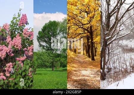 Vier Jahreszeiten Frühling, Sommer, Herbst, Winter Bäume Collage Stockfoto