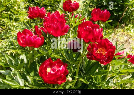 Krautige Pfingstrosen Chervonnyj Oksamit in Blüten. Rotpfingstrose osmitt Stockfoto