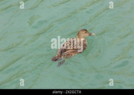 Eine weibliche Eiderente (Somateria mollissima) schwimmend Stockfoto