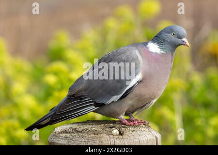 Die gemeine Holztaube (Columba palumbus) steht seitlich auf Stockfoto