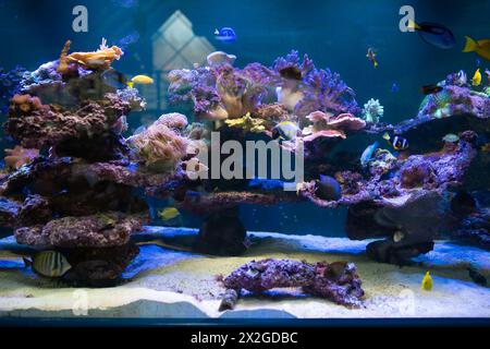 Ein atemberaubendes Salzwasser-Aquarium voller lebendiger Fische und farbenfroher Korallen schafft eine faszinierende Unterwasserszene. Stockfoto