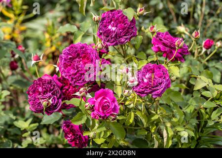 Rosa „Munstead Wood“ (Ausbernard). Eine dunkelrote englische Rose, gezüchtet von David Austin. Stockfoto