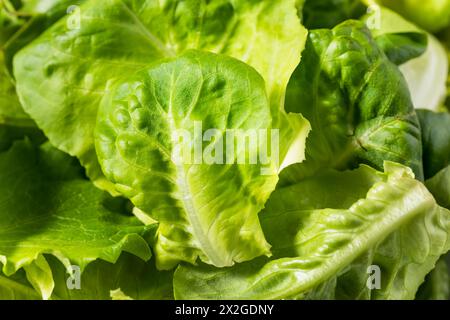 Bio-Roh-Baby-Butterhead-Salat für einen Salat Stockfoto