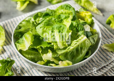 Bio-Roh-Baby-Butterhead-Salat für einen Salat Stockfoto