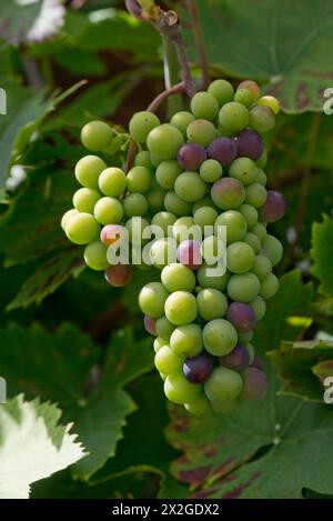 Ein Traubenstrauß auf einer Weinrebe in einem englischen Garten schwellt und beginnt, die Farbe zu dunkelrot zu ändern, Berkshire, August Stockfoto