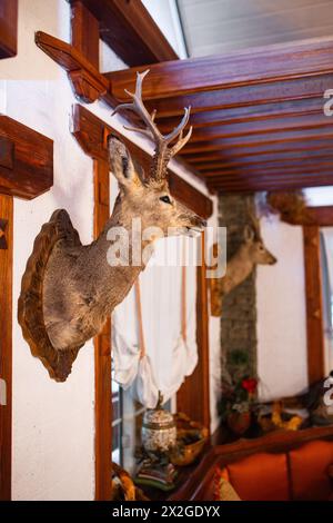 Ein Taxidermiekopf mit Geweih ist an einer getäfelten Wand in einem rustikalen Raum mit einer Holzbalkendecke montiert. Stockfoto