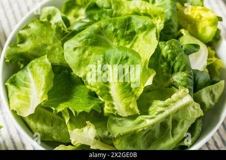 Bio-Roh-Baby-Butterhead-Salat für einen Salat Stockfoto