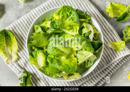 Bio-Roh-Baby-Butterhead-Salat für einen Salat Stockfoto