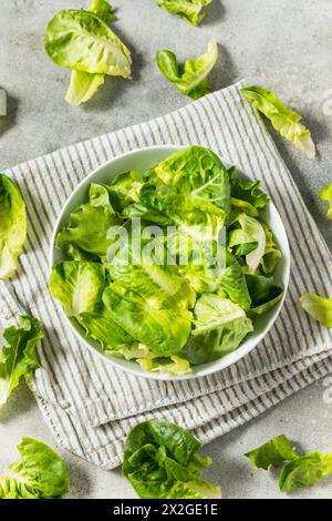 Bio-Roh-Baby-Butterhead-Salat für einen Salat Stockfoto