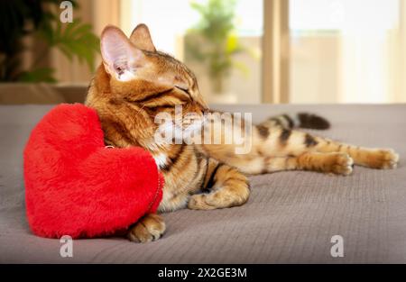 Niedliche bengalische Katze, die im Wohnzimmer ruht. Katze und Plüschherz. Happy Valentines Day Konzept Stockfoto