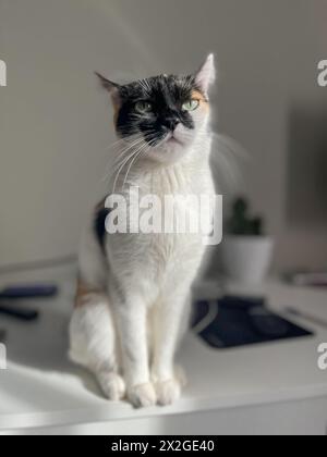 Calico-Katze mit grünen Augen sitzt auf weißem Tisch. Einzigartiges Mantelmuster in weiß, Orange und Schwarz. Flauschiger Schwanz. Stockfoto