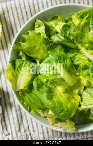 Bio-Roh-Baby-Butterhead-Salat für einen Salat Stockfoto