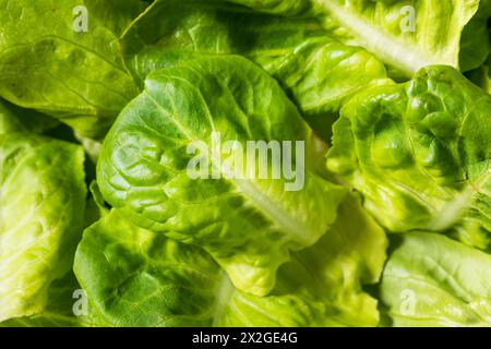 Bio-Roh-Baby-Butterhead-Salat für einen Salat Stockfoto